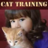 All About Cat Training