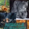 Animals Alphabet C