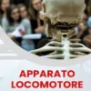 Apparato Locomotore - Anatomia Facile