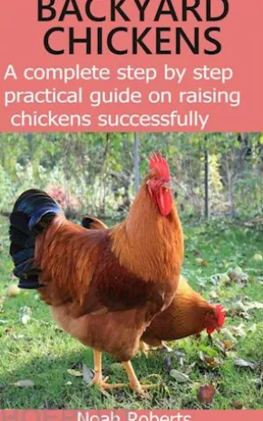 Backyard Chickens