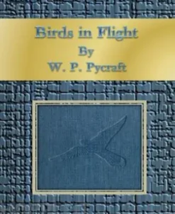 Birds in Flight
