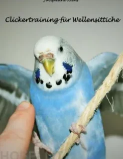 Clickertraining für Wellensittiche