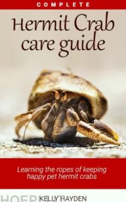 Complete Hermit Crab Care Guide