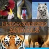 Critically Endangered Animals