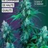 Culture de Cannabis 2026 : Le Guide Complet Indoor et Outdoor — De la Graine à la Récolte pour Maximiser le THC, le CBD et le Rendement