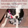 Darmkrankheiten beim Hund behandeln mit Homöopathie und Schüsslersalzen