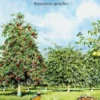 Die Streuobstwiese