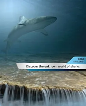 Discover the unknown world of sharks!