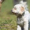 Dog Sports for Beginners and Professionals