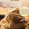 El cuidado del dragón barbudo es fácil