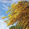‘E mullechelle. Poesie in napoletano