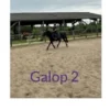 Galop 2