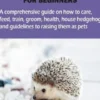 HEDGEHOG CARE FOR BEGINNERS