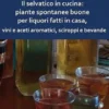 Il selvatico in cucina: piante spontanee buone per liquori fatti in casa, vini e aceti aromatici, sciroppi e bevande