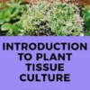 Introduction à la Culture de Tissus Végétaux