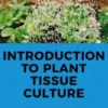 Introduction to Plant Tissue Culture