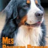 Mes Bouviers Bernois