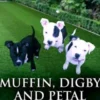 Muffin, Digby And Petal