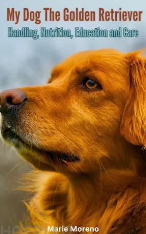 My Dog The Golden Retriever