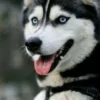 My Dog The Husky