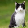 My First Cat