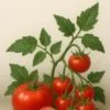 O ABC dos tomates