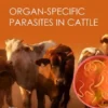 Organ-specific Parasites in Cattle