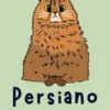 Persiano Gatto