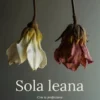 Sola leana