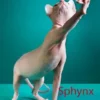 Sphynx
