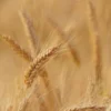 Spighe di grano