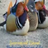 Surprising and unusual rarities and creatures of the Animal Kingdom. Vol. 1