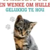 Teel huiskatte en wenke om hulle gelukkig te hou