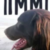 Timmi oder Das Glück, mit einem Hund zu leben