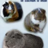 Tout ce qu'il faut savoir sur le cochon d'inde (nouvelle édition)