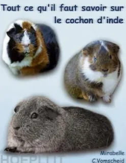 Tout ce qu'il faut savoir sur le cochon d'inde (nouvelle édition)