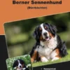 Traumrasse Berner Sennenhund
