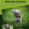 Traumrasse Bolonka Zwetna