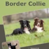 Traumrasse: Border Collie
