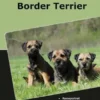 Traumrasse Border Terrier