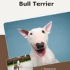 Traumrasse Bull Terrier