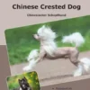 Traumrasse Chinese Crested Dog