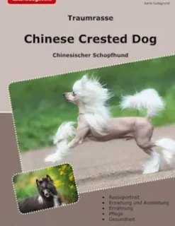Traumrasse Chinese Crested Dog