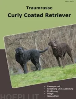 Traumrasse Curly Coated Retriever