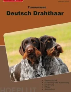 Traumrasse Deutsch Drahthaar