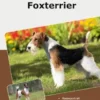 Traumrasse Foxterrier