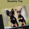 Traumrasse Russkiy Toy