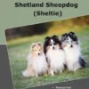Traumrasse Shetland Sheepdog