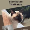 Traumrasse Siamkatze