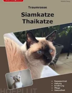Traumrasse Siamkatze